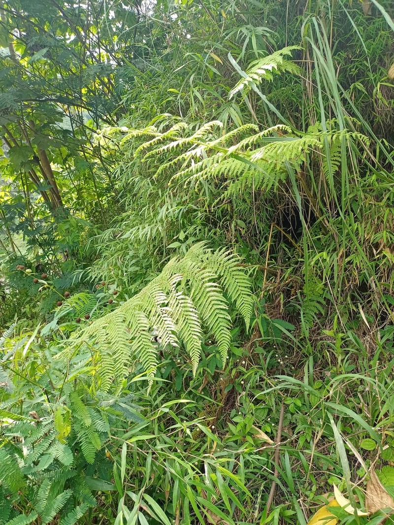Macrothelypteris setigera photo 8