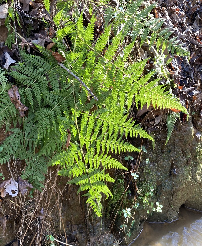 Swordfern photo 2