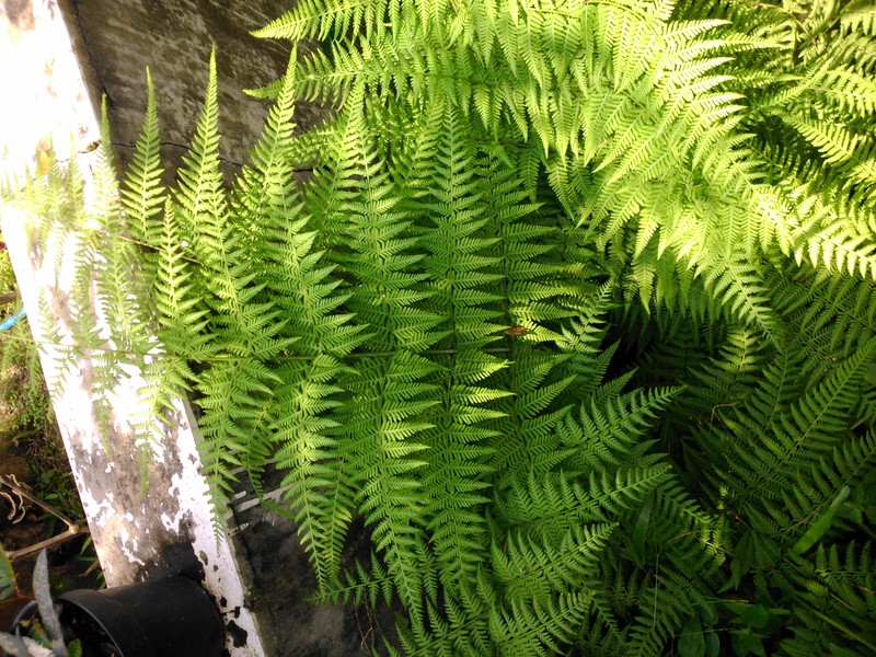 Swordfern photo 3