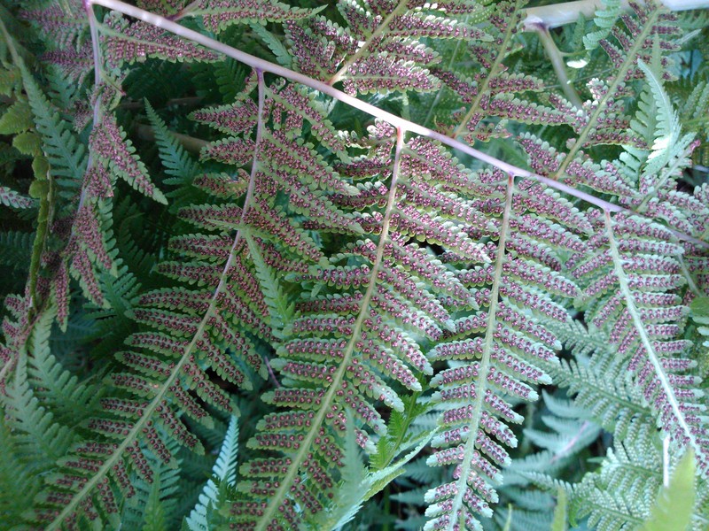 Swordfern photo 4
