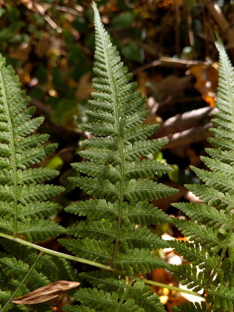 Swordfern