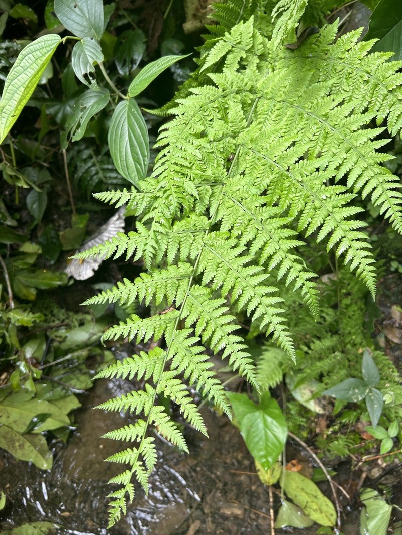 Swordfern photo 2