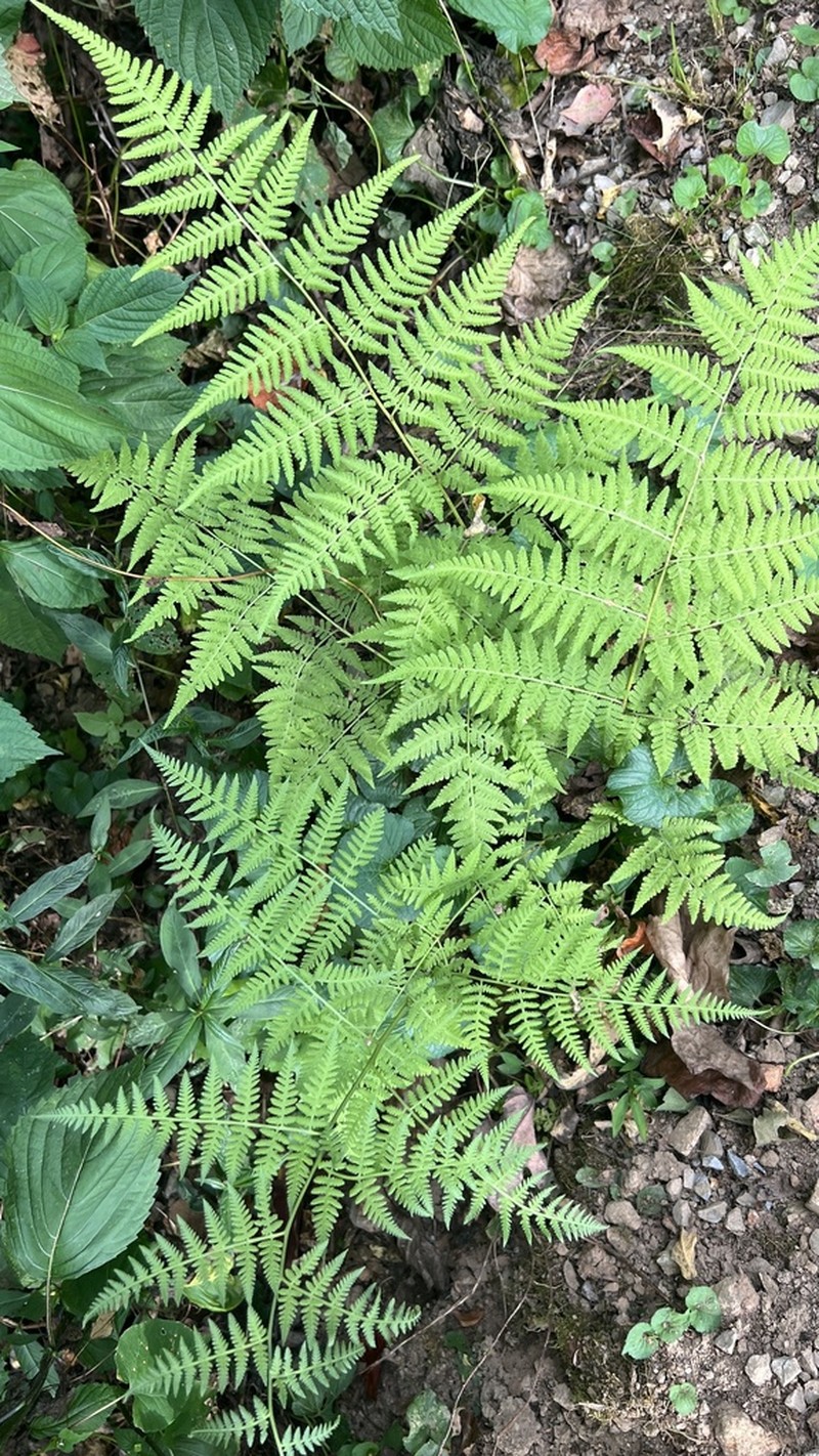 Swordfern photo 3