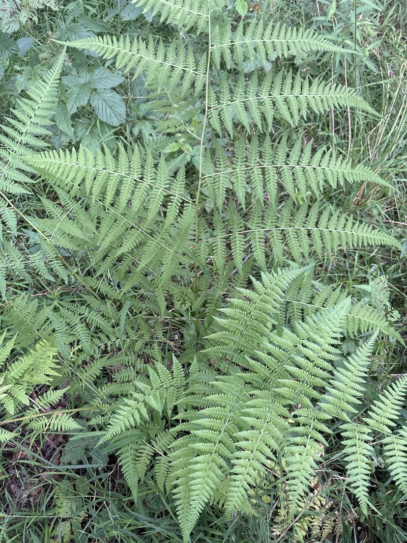 Swordfern photo 4