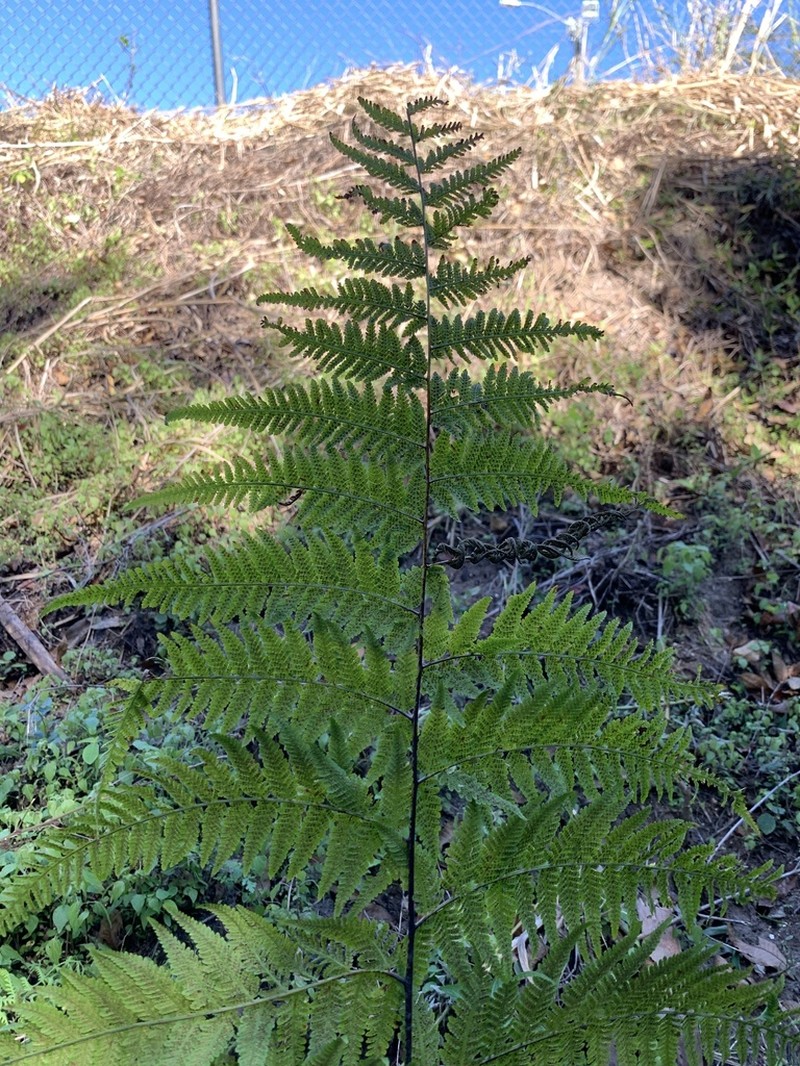 Swordfern photo 5