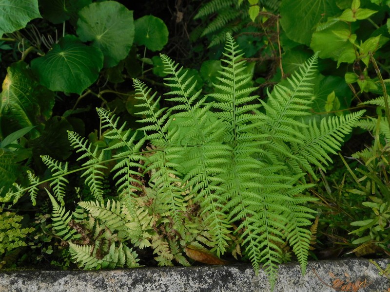 Swordfern photo 6