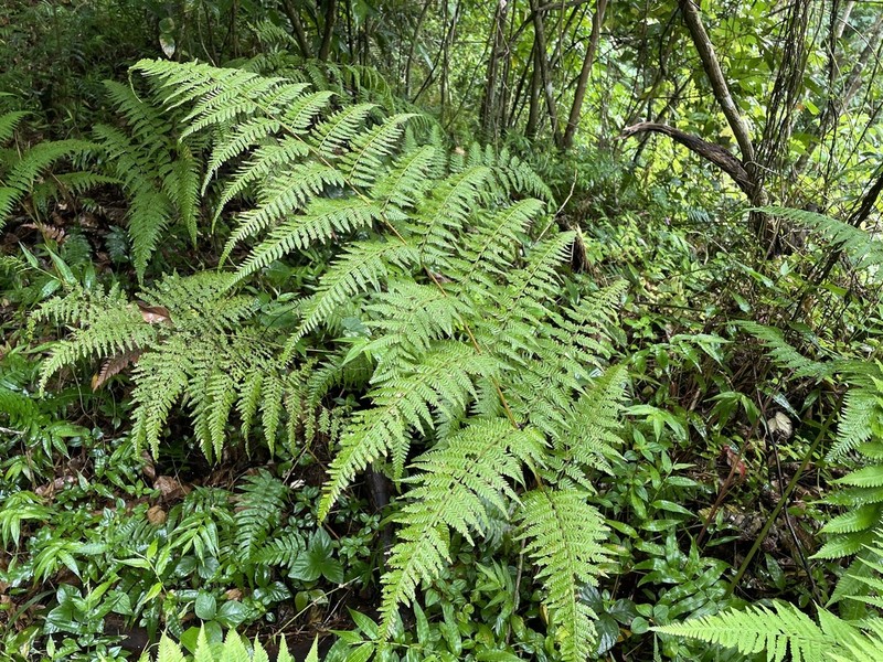 Swordfern photo 7