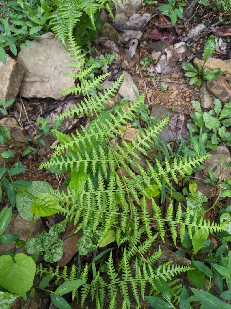 Swordfern photo 8