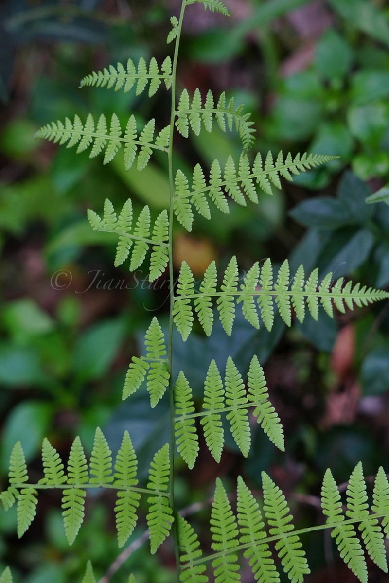 Macrothelypteris viridifrons