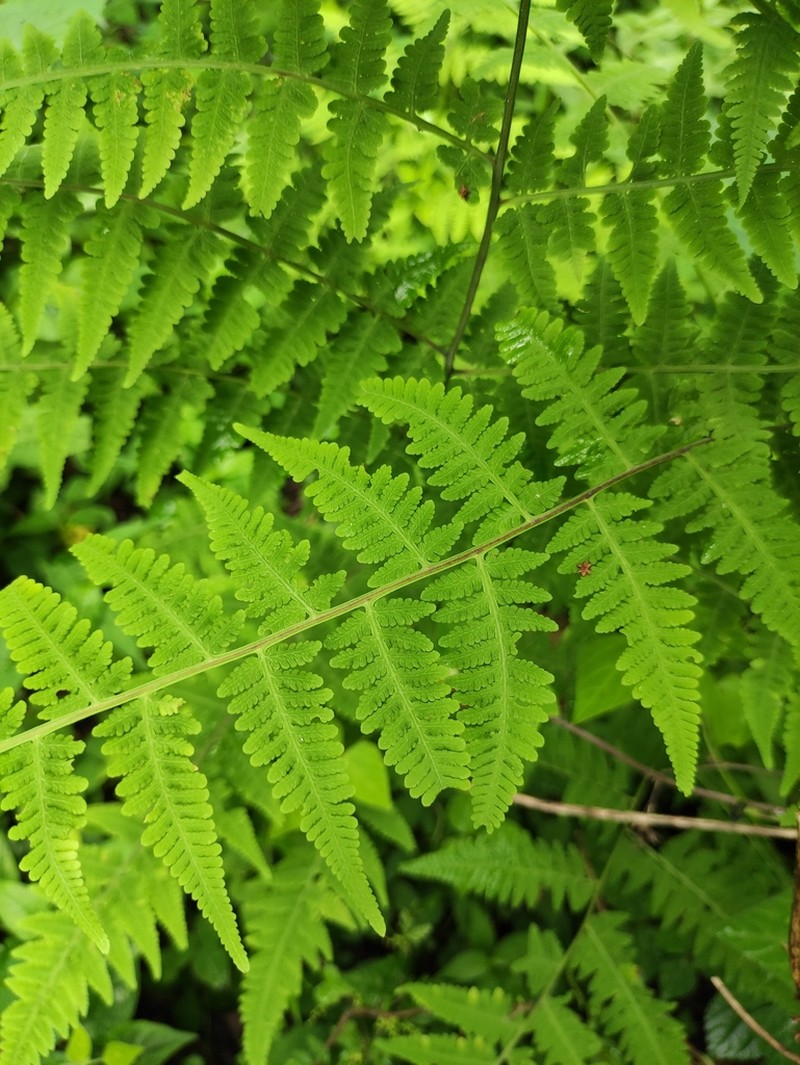 Macrothelypteris viridifrons photo 2