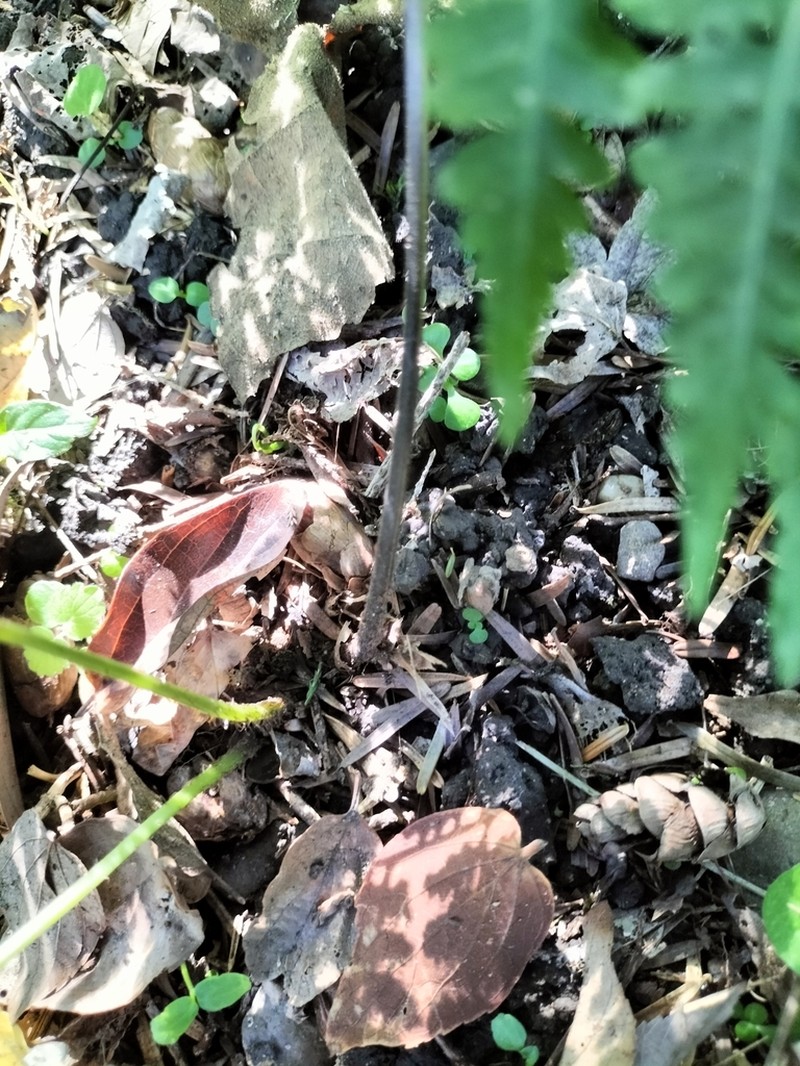 Macrothelypteris viridifrons photo 3