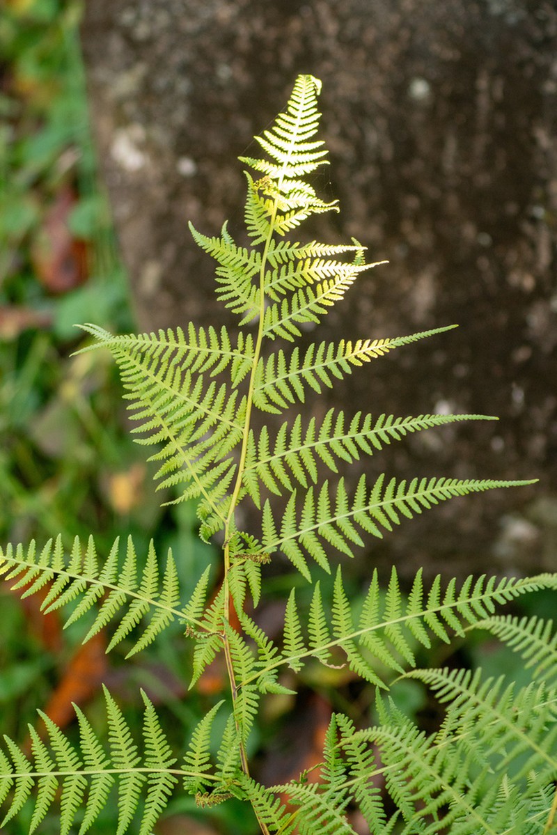 Macrothelypteris viridifrons photo 4