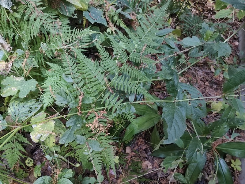 Macrothelypteris viridifrons photo 5