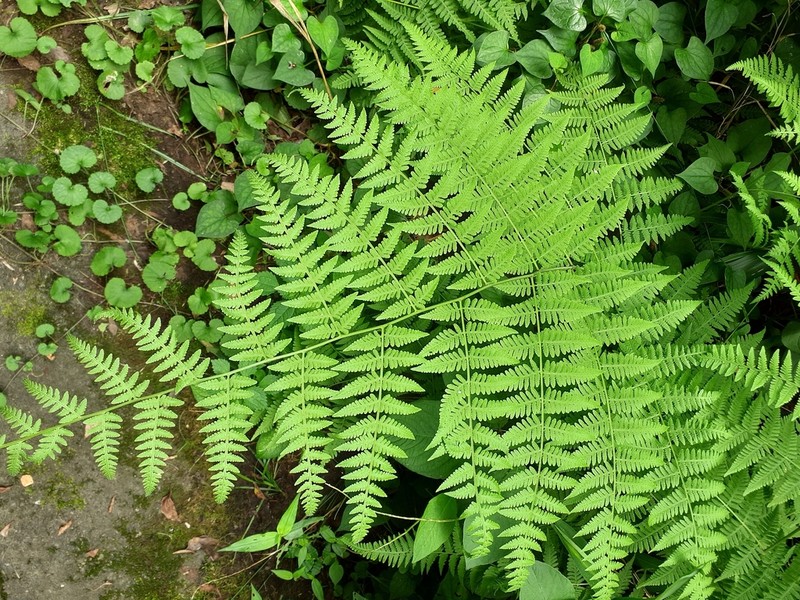 Macrothelypteris viridifrons photo 6