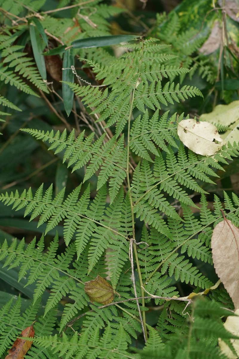Macrothelypteris viridifrons photo 7