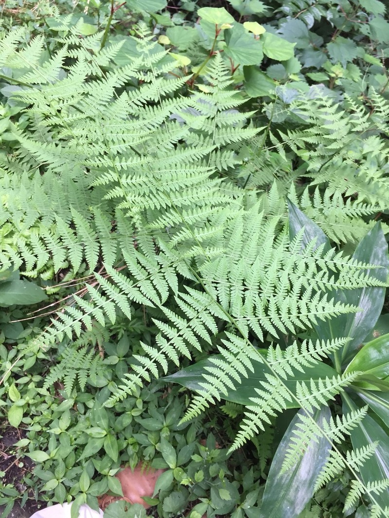Macrothelypteris viridifrons photo 8