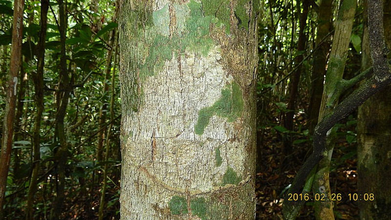 Macrothumia kuhlmannii