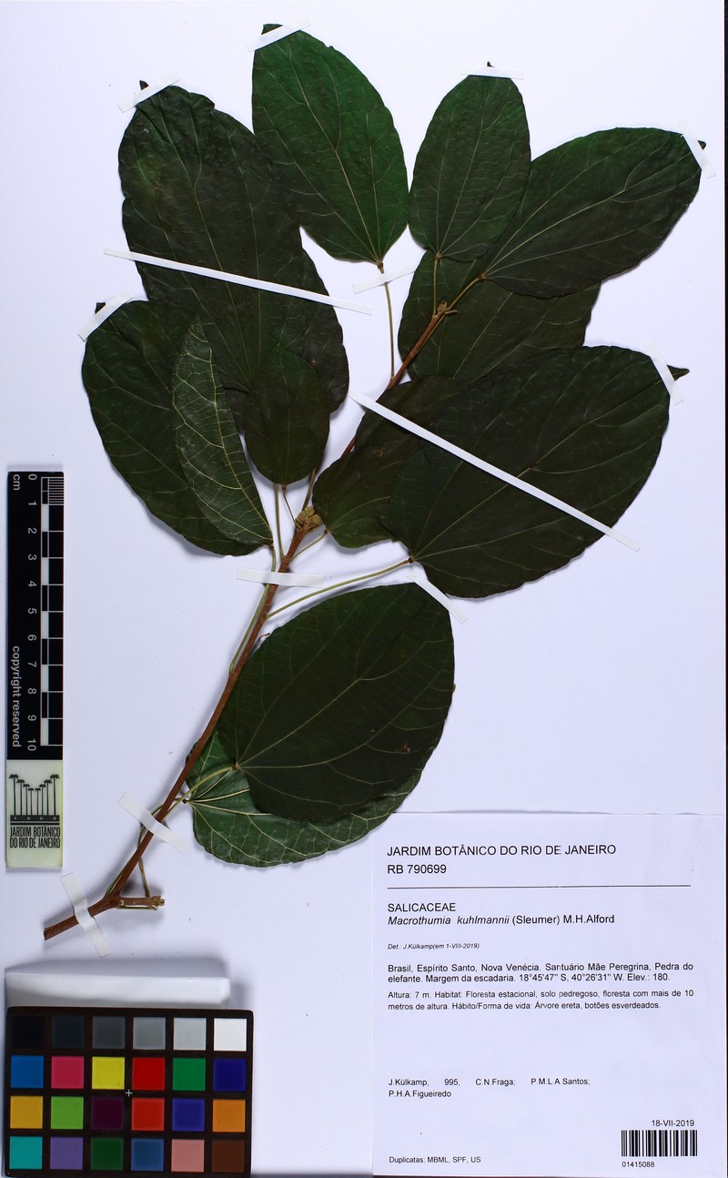 Macrothumia kuhlmannii photo 2