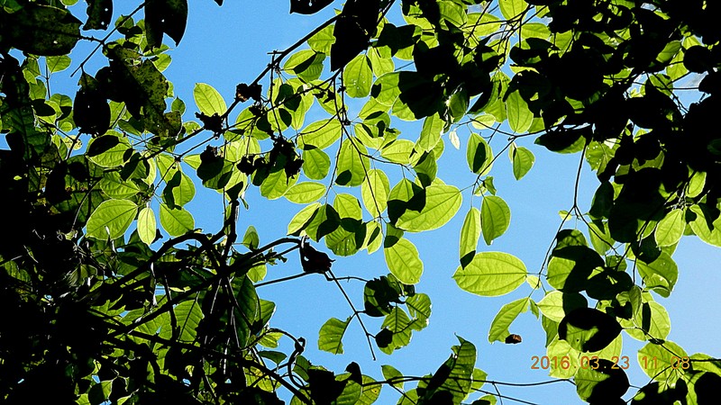 Macrothumia kuhlmannii photo 4