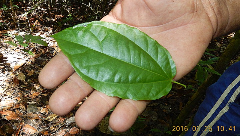 Macrothumia kuhlmannii photo 5
