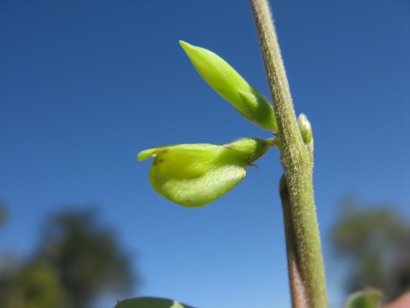 Perennial Horsegram