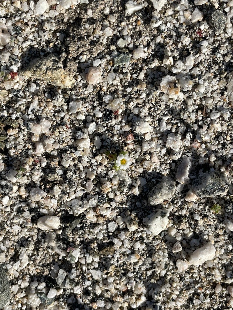 San Bernardino Mountain Gilia