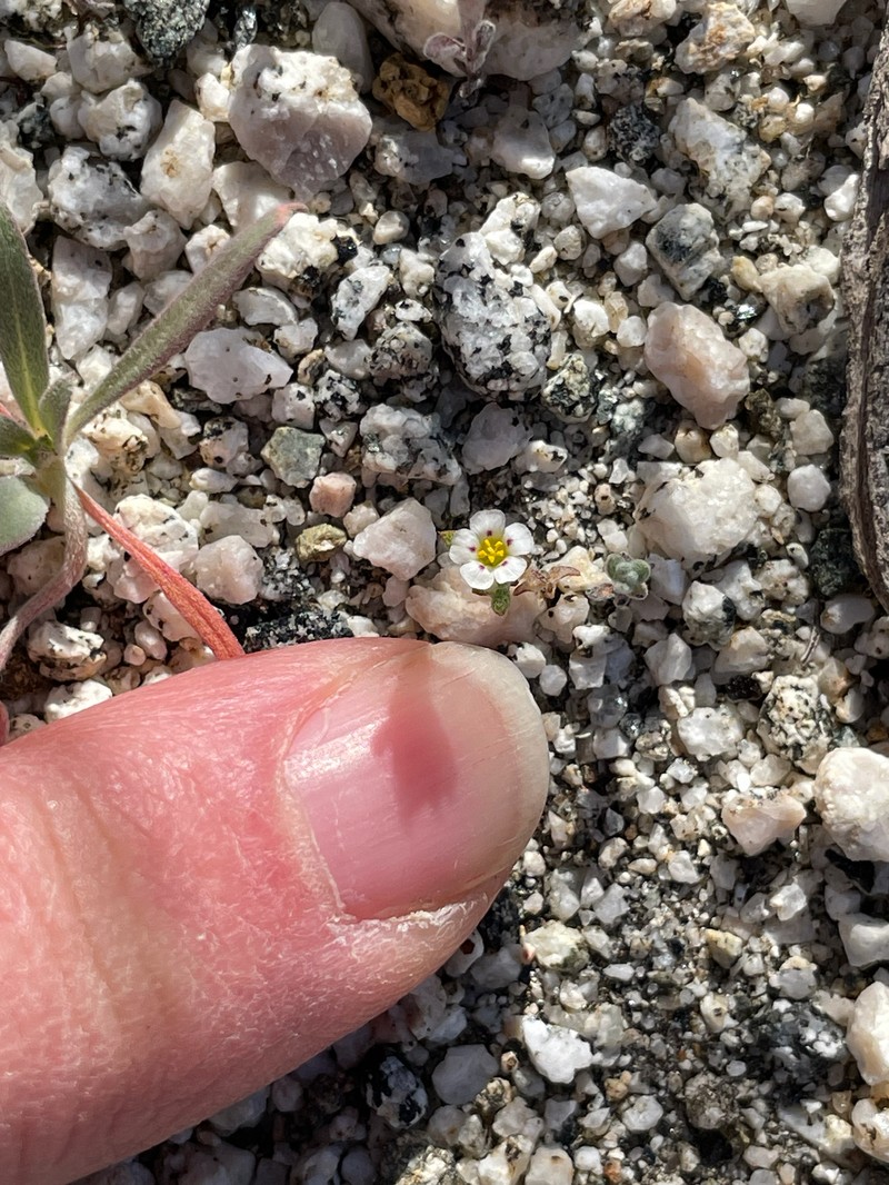 San Bernardino Mountain Gilia photo 2