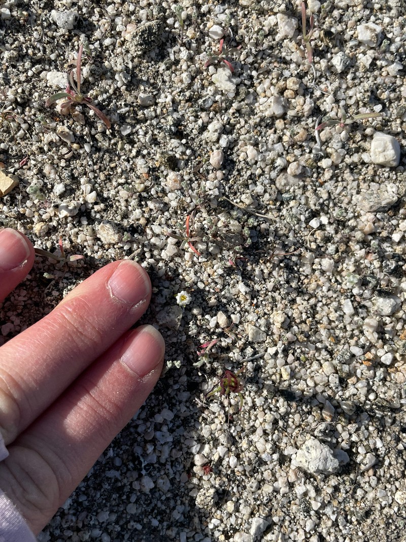 San Bernardino Mountain Gilia photo 3