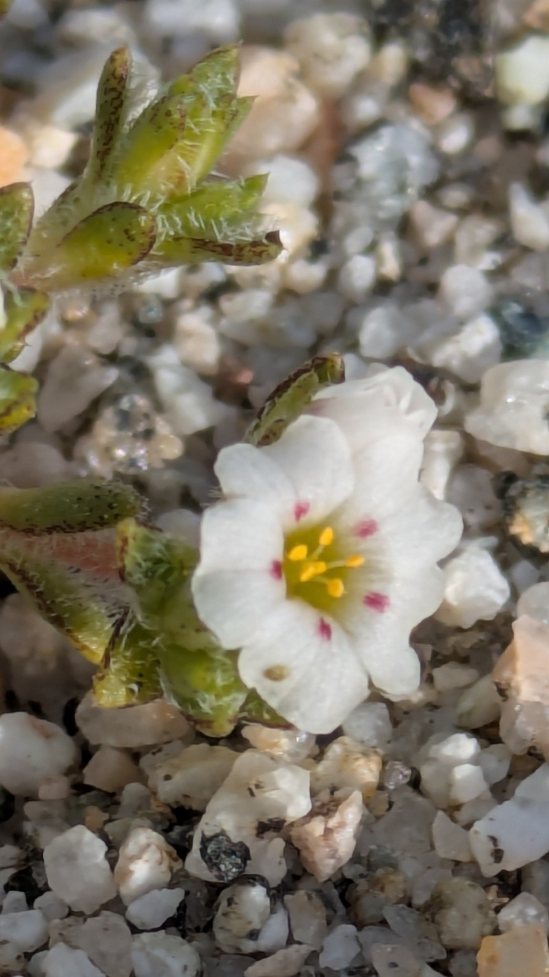 San Bernardino Mountain Gilia photo 4