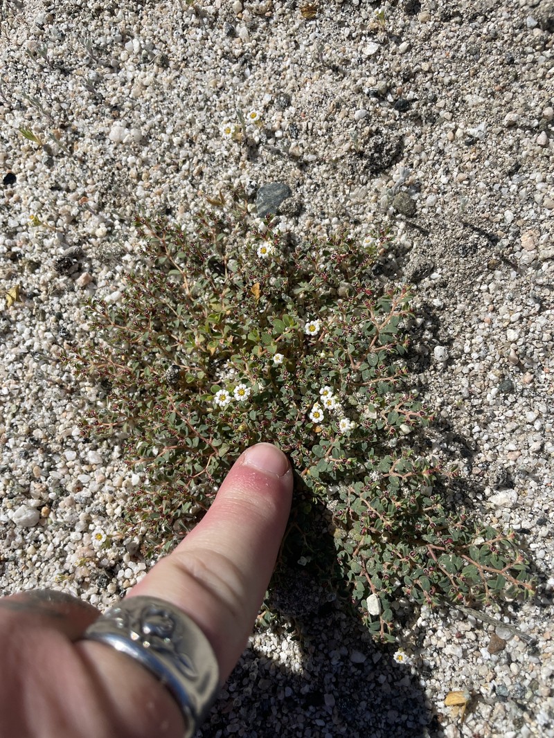 San Bernardino Mountain Gilia photo 5