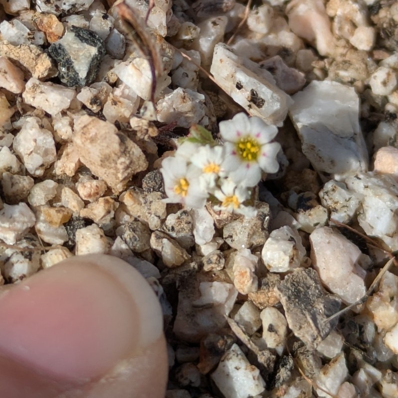 San Bernardino Mountain Gilia photo 6