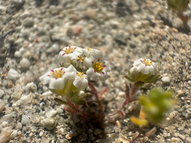 San Bernardino Mountain Gilia photo 8