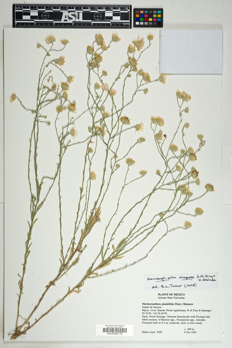 Macvaughiella chiapensis