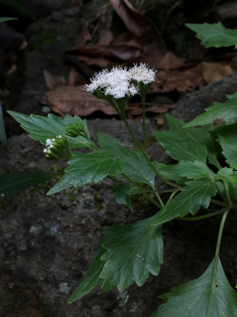 Macvaughiella mexicana