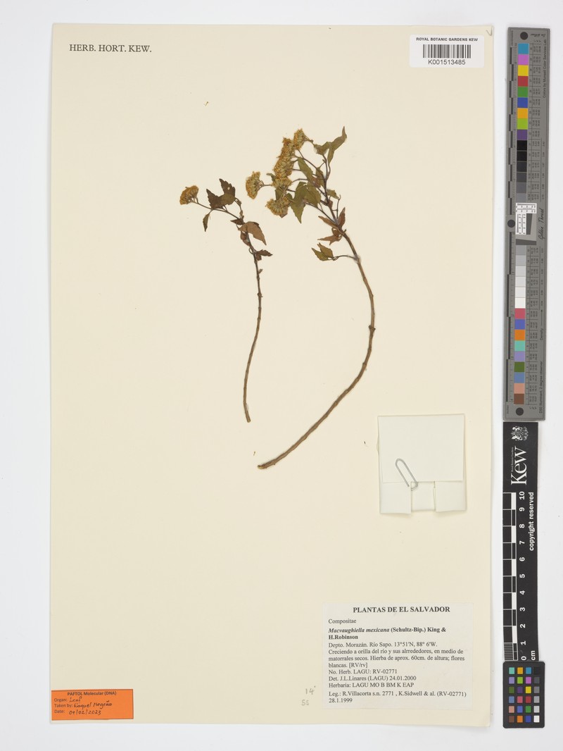 Macvaughiella mexicana photo 3