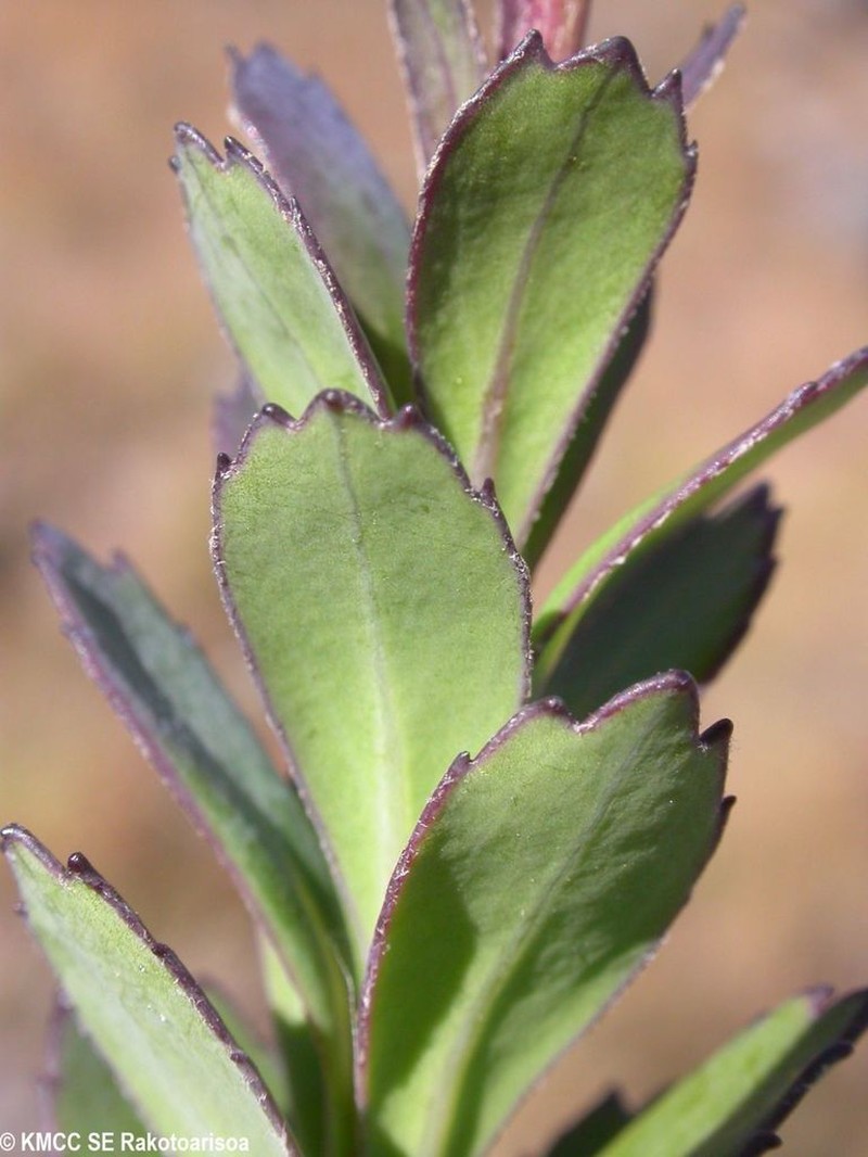 Madagaster madagascariensis