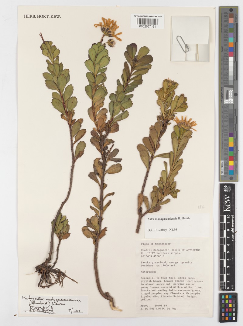 Madagaster madagascariensis photo 3