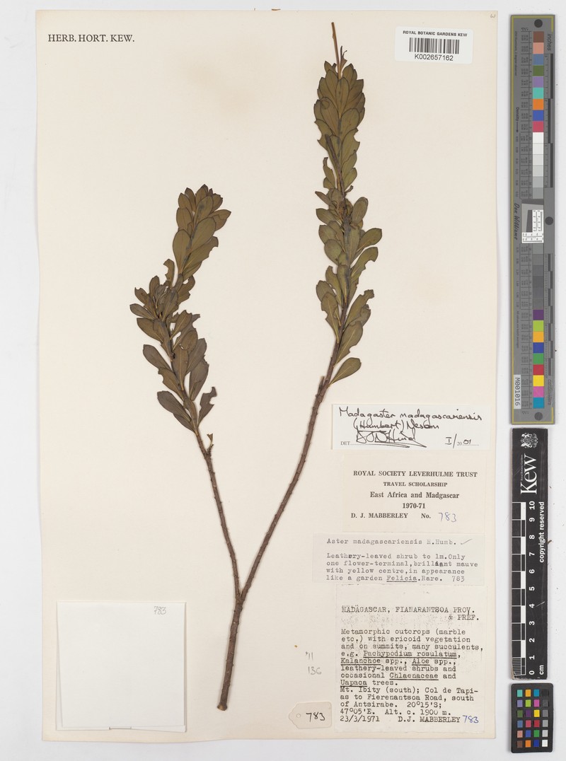 Madagaster madagascariensis photo 4