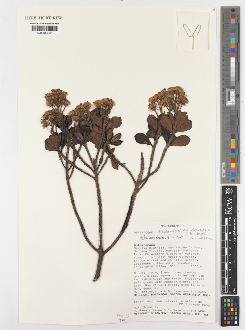 Madagaster mandrarensis
