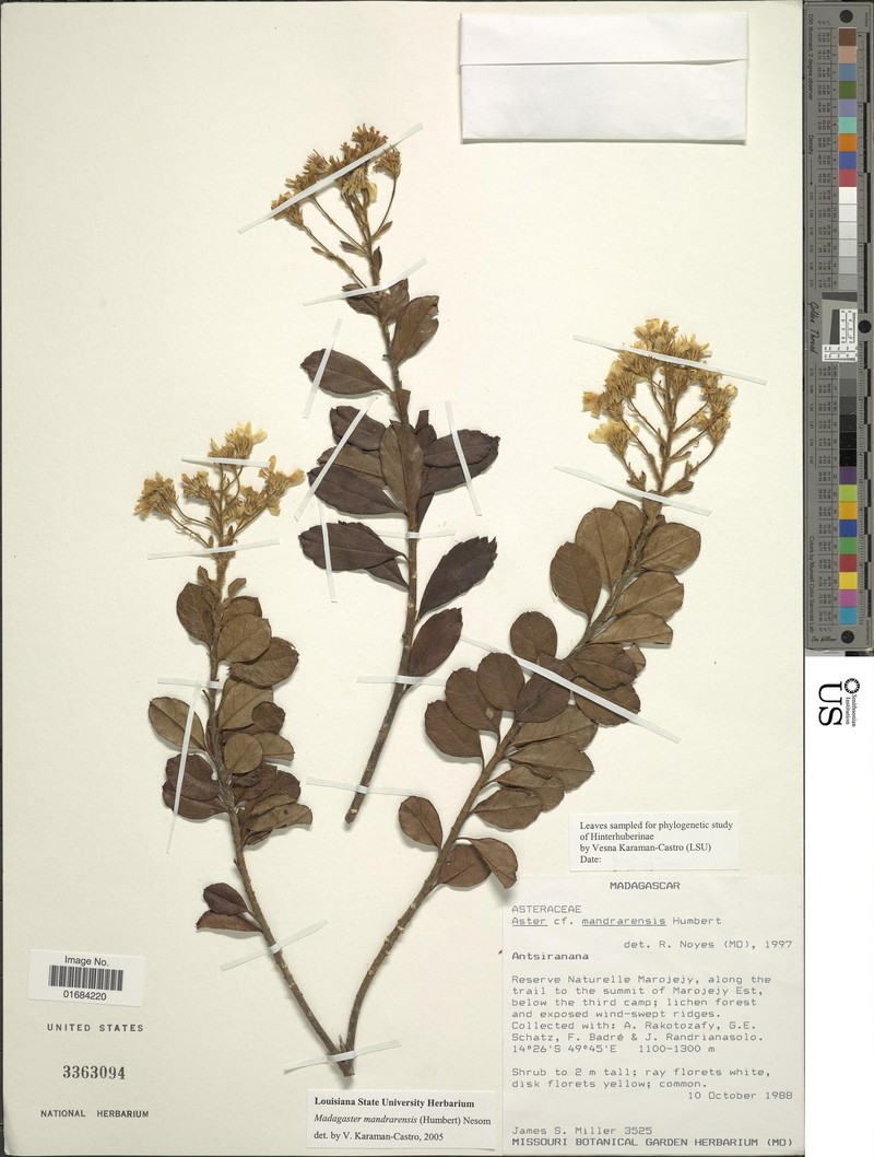 Madagaster mandrarensis photo 3