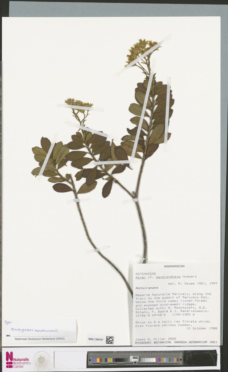 Madagaster mandrarensis photo 4