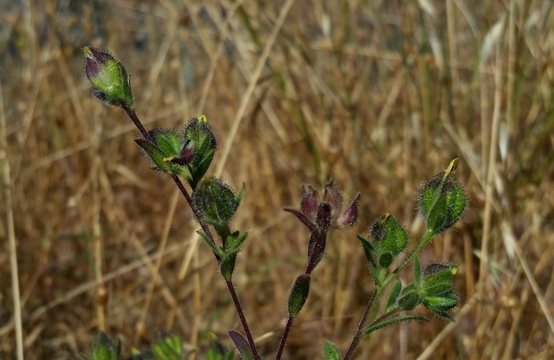 Plumpseeded Madia photo 3