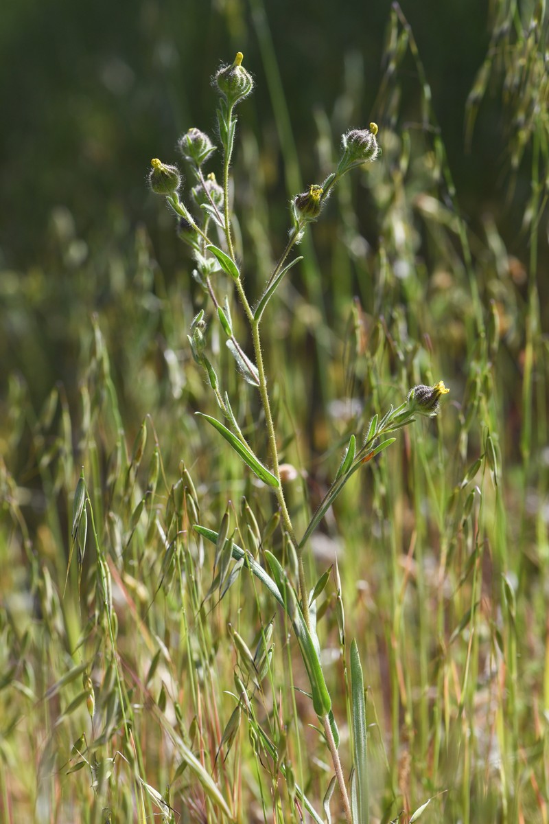 Plumpseeded Madia photo 4