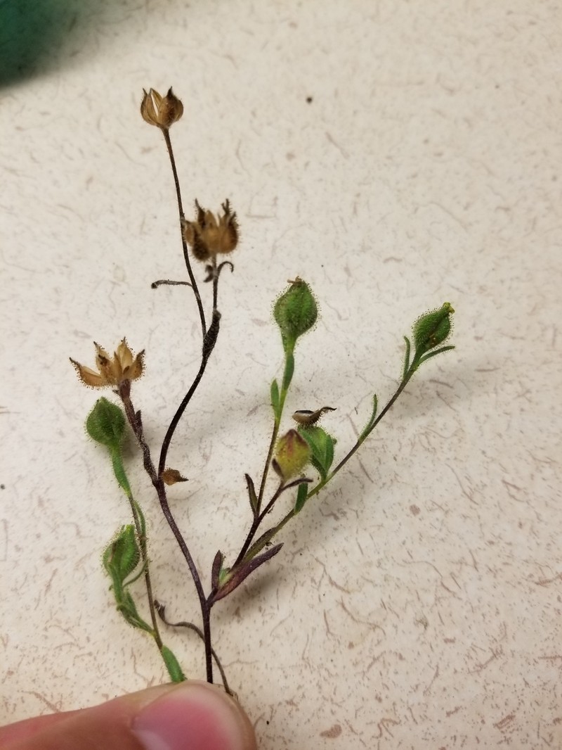 Plumpseeded Madia photo 5