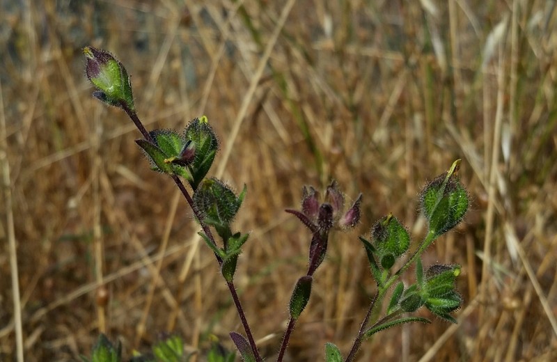 Plumpseeded Madia photo 6