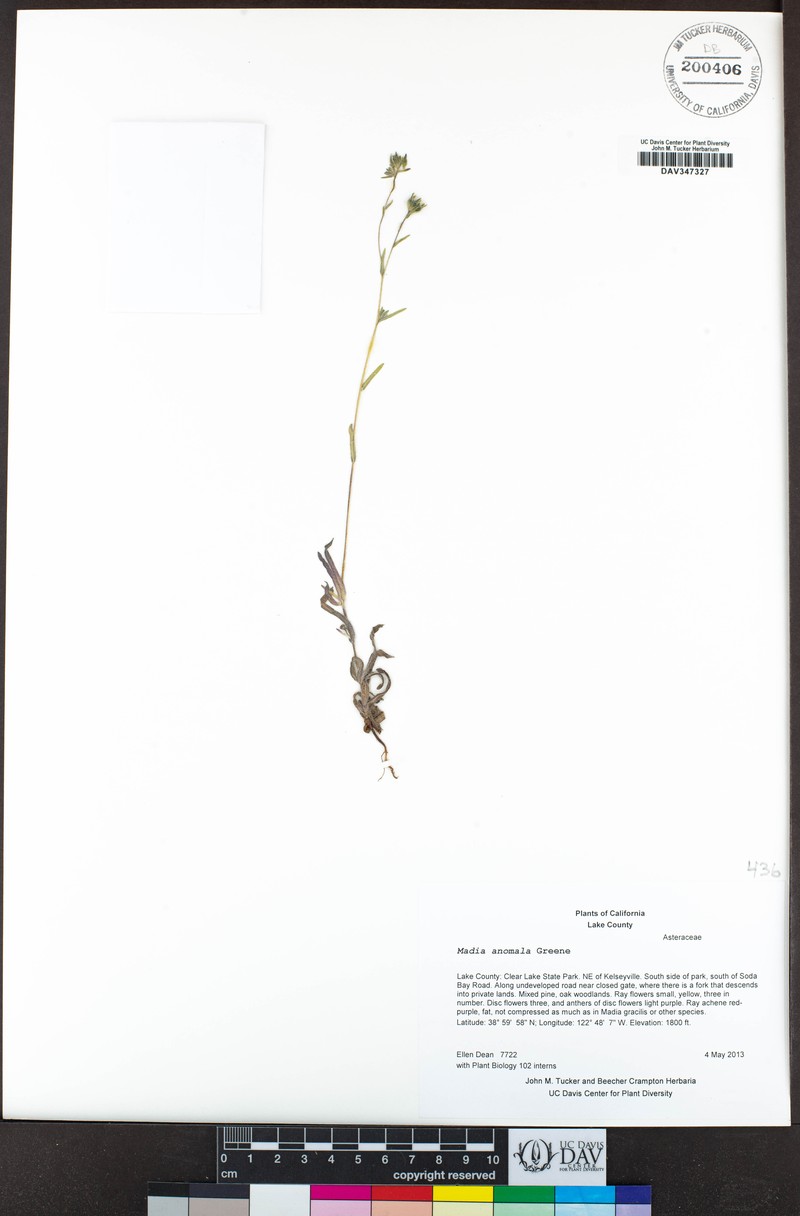 Plumpseeded Madia photo 7