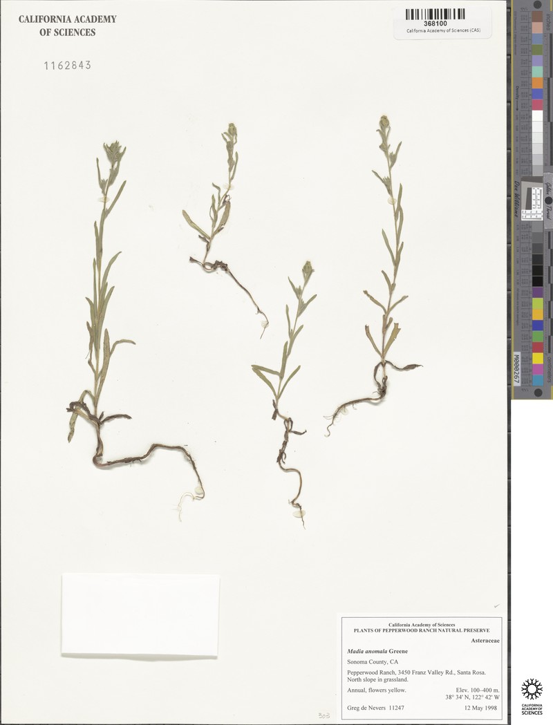 Plumpseeded Madia photo 8