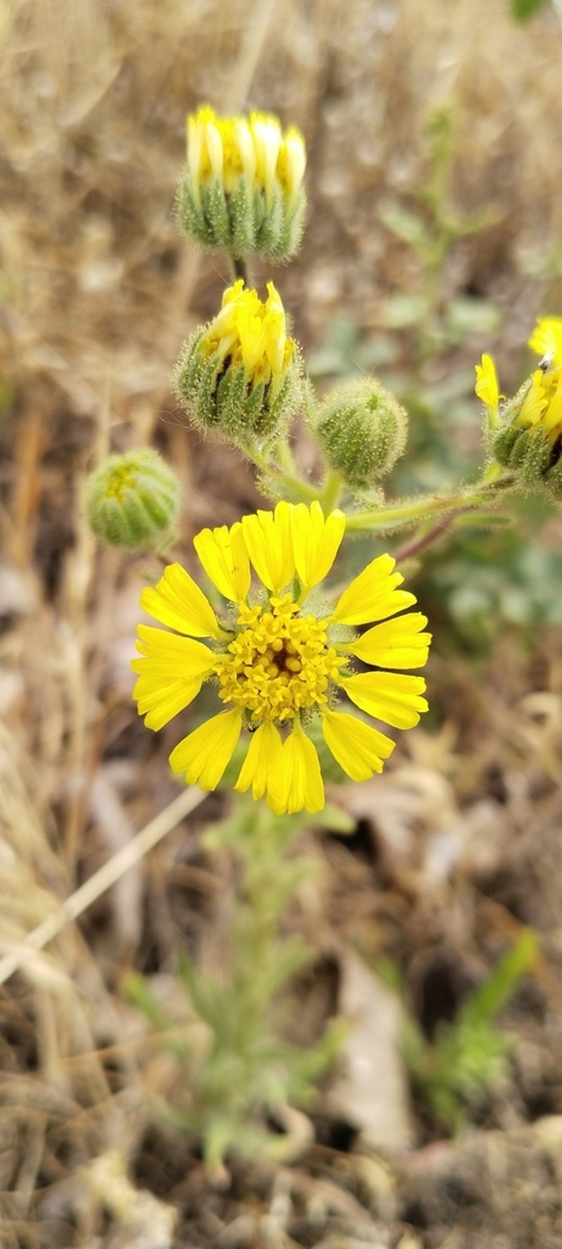 Madia chilensis