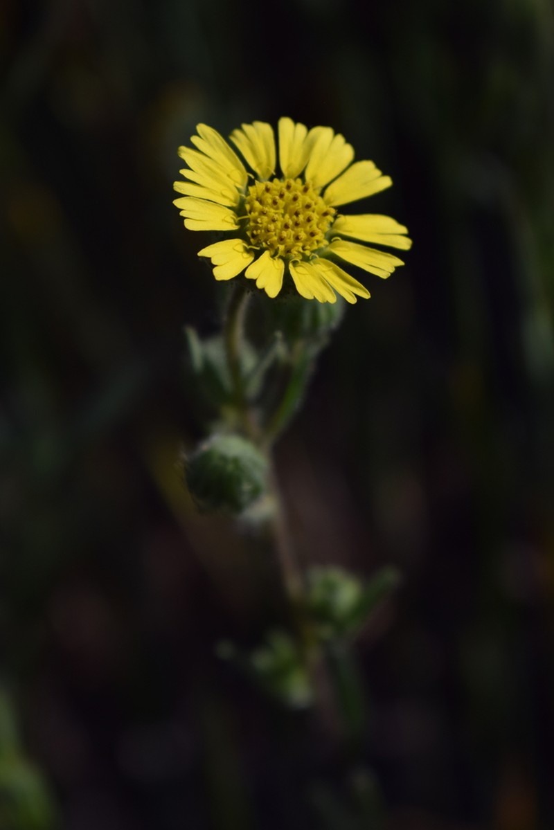 Madia chilensis photo 2