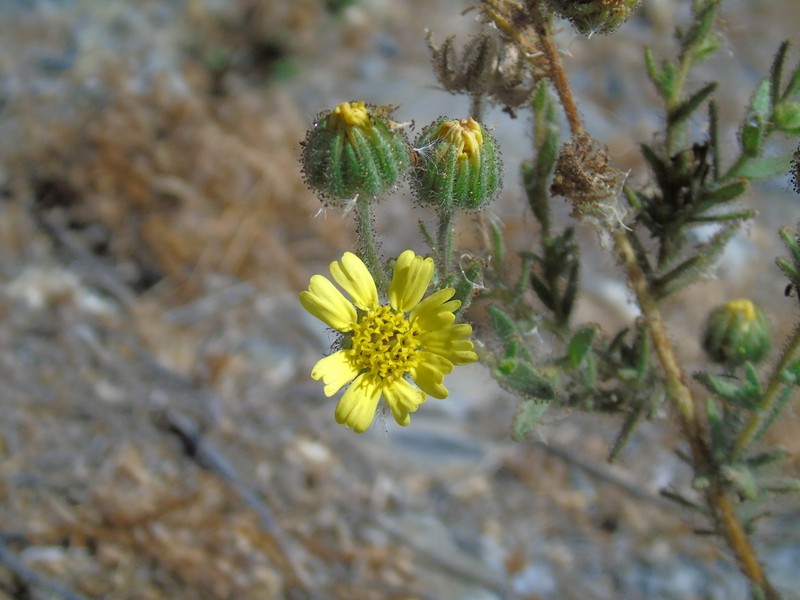 Madia chilensis photo 3